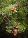 Douglas-fir fertile & mature female cones among foliage