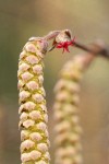 California Hazelnut male catkin & female blossom detail