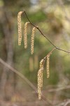 California Hazelnut branch w/ male catkins