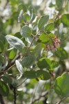 Sticky Whiteleaf Manzanita blossoms & foliage