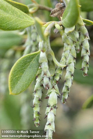 Garrya buxifolia
