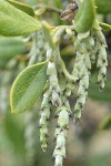 Dwarf Silktassel (female) blossoms detail