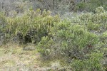 Dwarf Silktassel female (fgnd) & male (bkgnd) shrubs