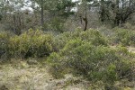 Dwarf Silktassel female (fgnd) & male (bkgnd) shrubs