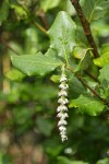 Coast Silktassel (female) blossoms & foliage detail