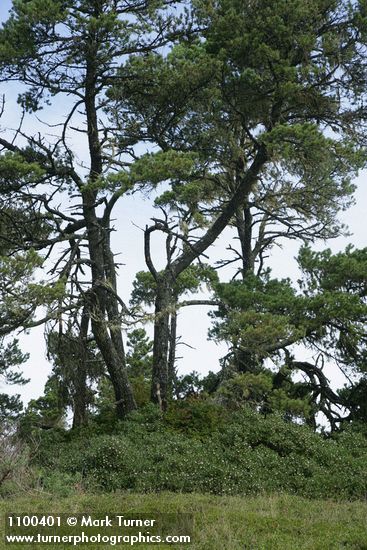 Arctostaphylos ×media (A. columbiana × uva-ursi); Pinus contorta var. contorta