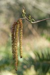 Red Alder male catkins & female blossoms detail