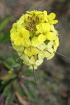 Humboldt Bay Wallflower blossoms detail
