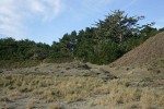 Sitka Spruce, Shore Pine, grasses at edge of dune [pan 3 of 3]