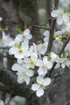 Klamath (Sierra) Plum blossoms