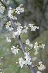 Klamath (Sierra) Plum blossoms