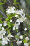 Klamath (Sierra) Plum blossoms & emerging foliage