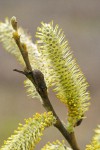 Arroyo Willow male catkins detail