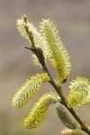Arroyo Willow male catkins