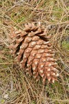 Grey Pine (Ghost Pine) cone