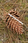 Grey Pine (Ghost Pine) cone w/ BIC pen for scale