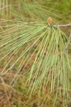 Grey Pine (Ghost Pine) needles