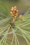 Grey Pine (Ghost Pine) buds & needles detail
