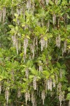 Chaparral Silktassel male catkins & foliage