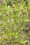 Fremont's Silktassel female catkins & foliage