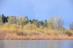 Pacific Willow, Black Cottonwoods along Willamette River shore, early spring
