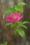 Salmonberry blossom & young foliage detail