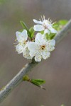 Cherry Plum blossoms detail