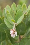 Gasquet Manzanita blossoms & foliage detail