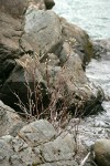 Del Norte Willow among rocks along Smith River at Stoney Creek