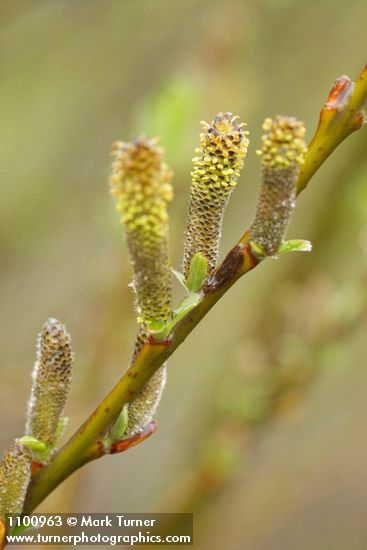 Salix melanopsis