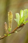 Dusky Willow male aments & new foliage detail