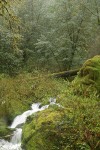 Indian Plum among moss-covered boulders along creek w/ Tanoak bkgnd