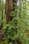 Redwood foliage & trunk