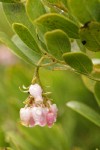 Hooker's Manzanita blossoms & foliage detail