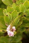 Hooker's Manzanita blossoms & foliage detail