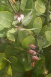 Baker's Manzanita blossoms, foliage & previous year's fruit