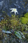 Lemon Fawn Lily on serpentine slope