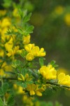French Broom blossoms & foliage