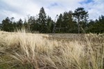 Yellow Ryegrass (American Dunegrass) & Douglas-firs on stabilized dune