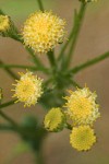 Columbia Ragwort blossoms detail