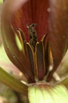 Roundleaf Trillium blossom extreme detail