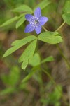 Oregon Anemone (blue form)