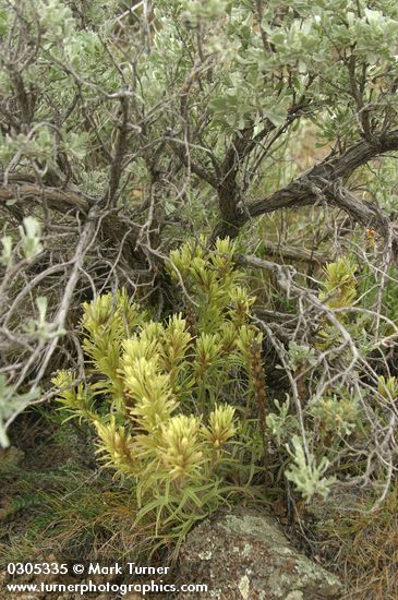 Castilleja thompsonii; Artemisia tridentata