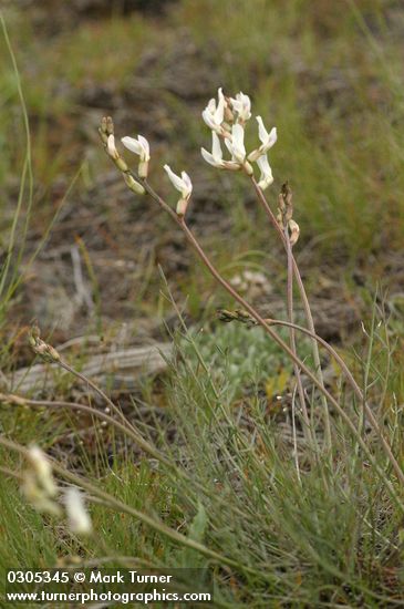 Astragalus reventiformis