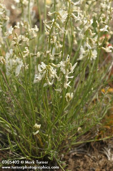 Astragalus spaldingii