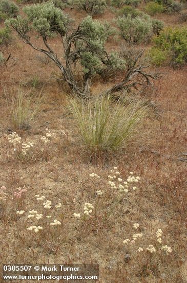 Eriogonum strictum ssp. proliferum var. proliferum; Agropyron spicatum; Artemisia tridentata