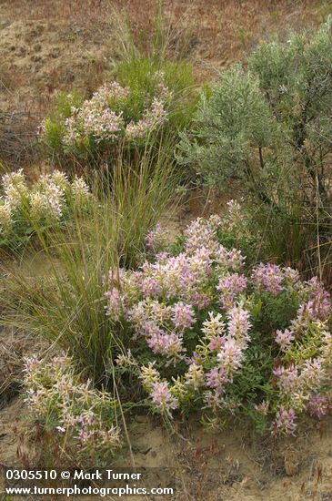 Astragalus succumbens; Agropyron spicatum; Artemisia tridentata