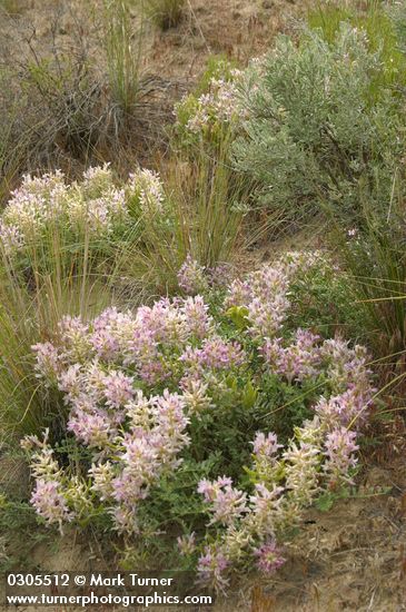 Astragalus succumbens; Agropyron spicatum; Artemisia tridentata