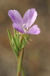 Small-flowered Godetia blossom detail
