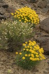 Yellow Desert Daisies frame Showy Phlox at end of bloom